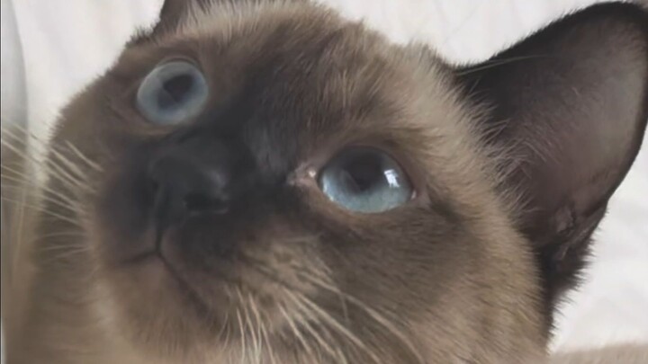 พี่ใหญ่ ไอ้สิ่งที่เรียกว่ามือนี่คือแมวของฉันเอง!