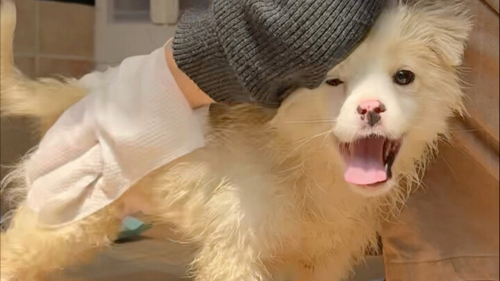 This furry monkey is so dirty that it can’t be bathed—Mom has to wipe him down once every day.