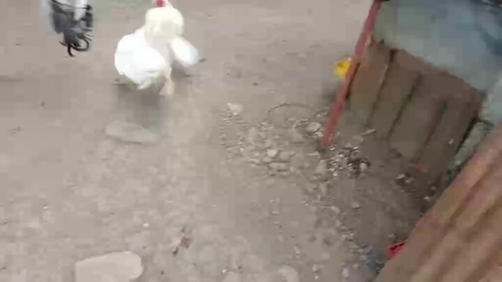 white claret vs kanawayun