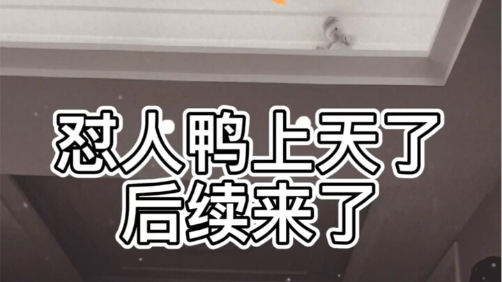 The follow-up to “Angry Duck Soars to New Heights” is here!