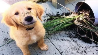 Funniest and Cutest Golden Retriever Puppies 26 - วิดีโอลูกสุนัขตลก 2019
