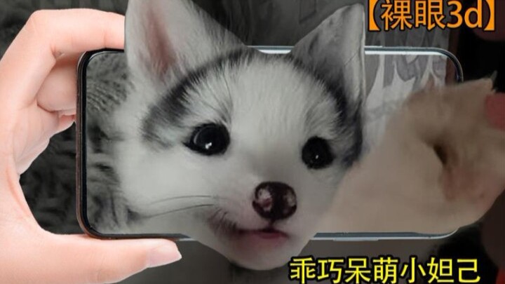 【3D không kính】Tiểu Đát Kỷ mềm mại, đáng yêu | Cận cảnh Nhạc Nhạc