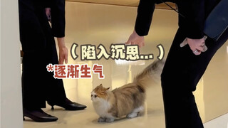 我这是什么猫咪 敢去买劳力士啊