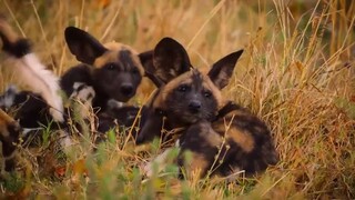 Động vật chào đời EP 6 [Sub Việt]