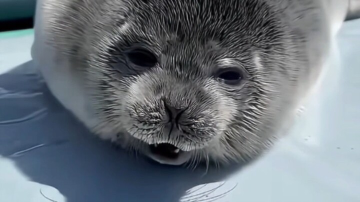Good baby! What an ugly-sounding cry!