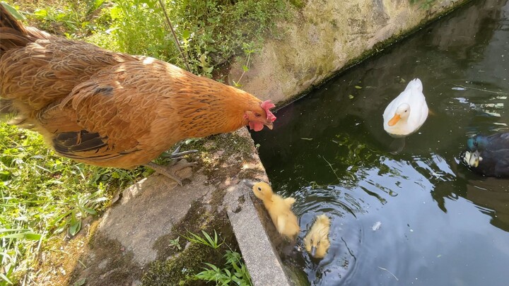 Hen: Why can ducks swim?