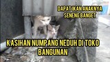 Anak Kucing Dan Induknya Kelaparan Mereka Sedang Berjuang Melawan Kerasnya Hidup..!