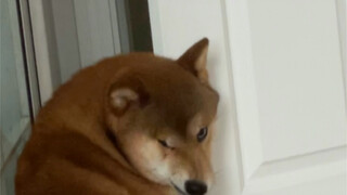 Anak Besar Ibu (Kemungkinan Dibunuh oleh Anjing)
