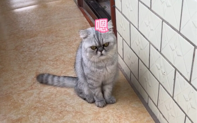 一只会自己出去找猫草吃的小猫咪