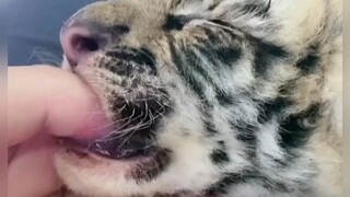 Mengapa bisa mengangkat anak harimau hanya dengan jari