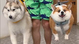 Ada perbedaan besar antara membesarkan anjing Corgi dan membesarkan anjing Husky!