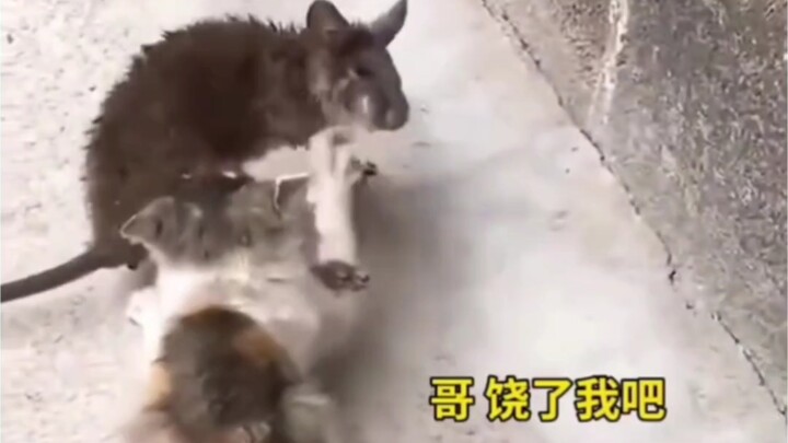 Tikus lebih besar dari kucing, menyeret kucing pergi