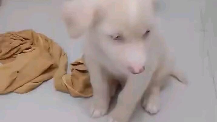 Puppy 4sale