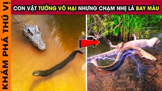 🔥 7 Loài Động Vật Tưởng Chừng Là Vô Hại Nhưng Có Thể Giết Chết Bạn Ngay Lần Đầu Chạm Mặt | KPTV