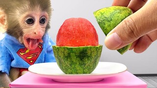 Baby monkey Bon Bon eats mini watermelon and playing with puppy and ducklings in the garden