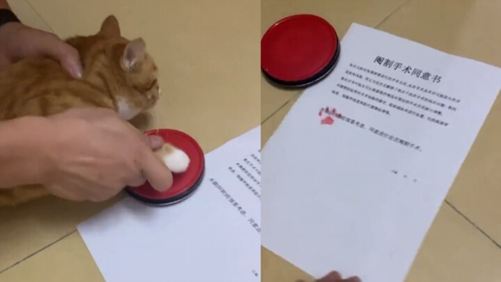 الهريرة الصغيرة وقّعت بسعادة غامرة على استمارة الموافقة على التعقيم!