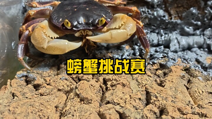 Can crabs, puffing beetles, and queen bees withstand the scorching heat and venomous stings?