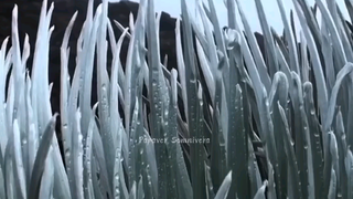 Silversword, si bunga penyabar