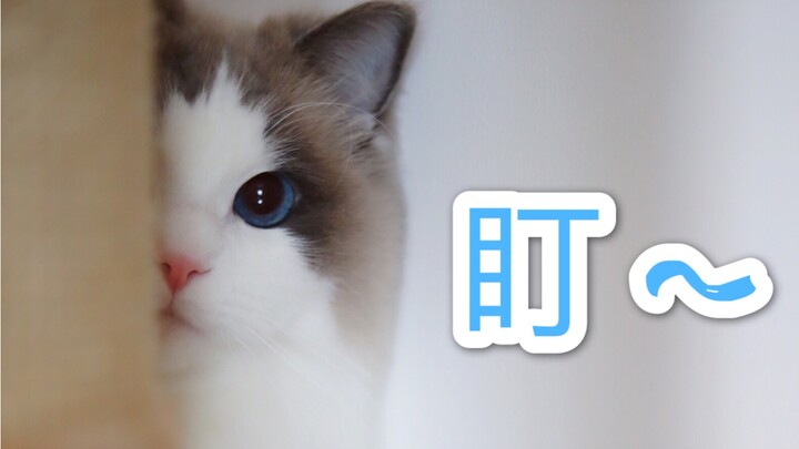 Ever since I got a cat, I haven’t had any personal space at all.