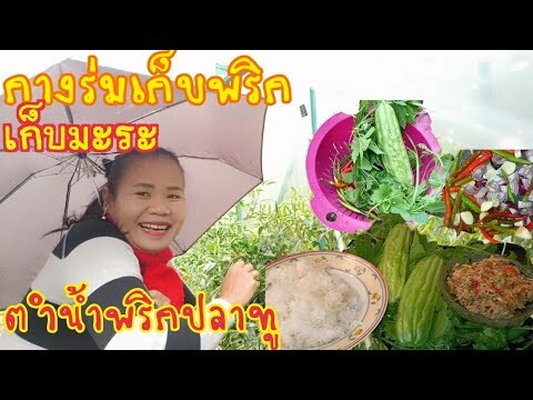 ลุยฝนกางร่มเก็บพริก,เก็บมะระ,ตำน้ำพริกปลาทูกินกับผักสดๆแซ่บๆกันจ้า