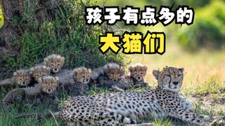 这些大猫们的孩子有点多！
