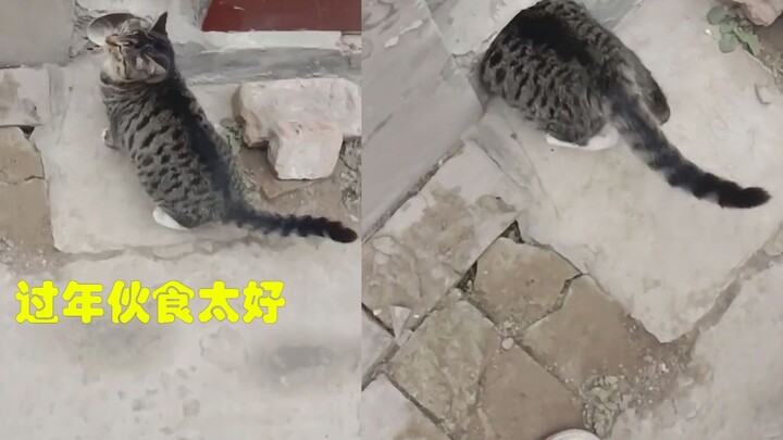 Mèo con ăn quá ngon trong dịp Tết nên không thể chui qua ống để về nhà, chủ nhân đứng bên cạnh cười 