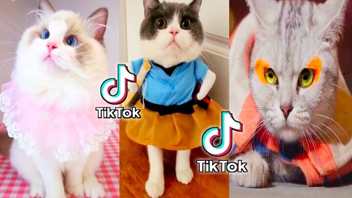 Beautiful !! Kucing Tergemes di jamin bikin Ngakak - Aleasigi the sister