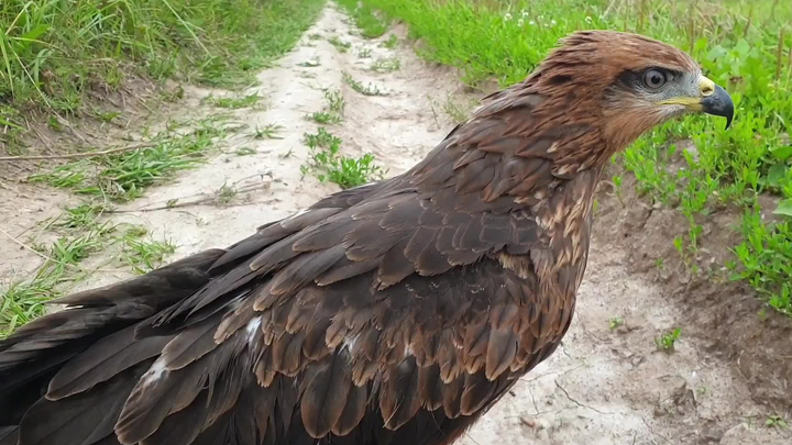 [Animals] What Happens If You Raise An Eagle From Its First Day