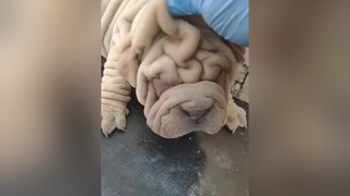 Già cả mặt mày nhiều nếp nhăn quá 😢 thucung yeuthucung tiktok foryou