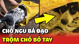 Chú chó có thói quen NGỦ BÁ ĐẠO đến TRỘM cũng phải BÓ TAY 😂 | Yêu Lu