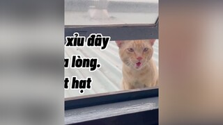 Bé mèo hoang này xin ăn ở nhà tui cũng được gần 1 năm rồi đó. cat cats mèoo mèo cute