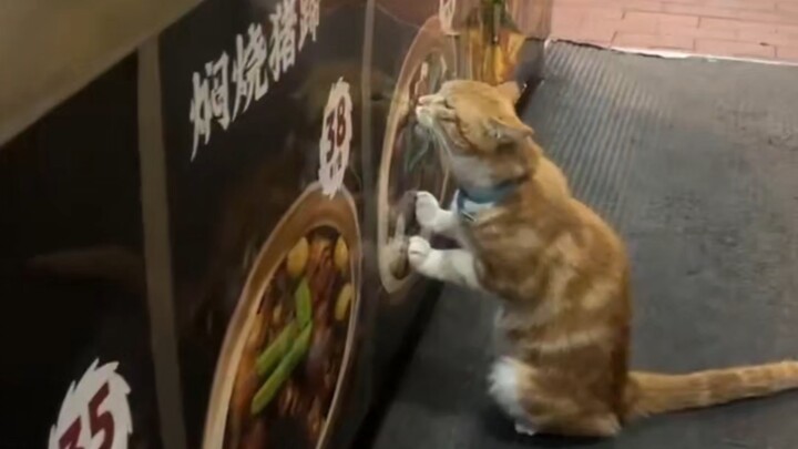 Nasib mempermainkan si kucing yang sangat suka makan