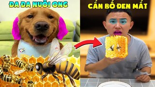 Thú Cưng Vlog | Đa Đa Đại Náo Bố #9 | Chó gâu đần thông minh vui nhộn | Smart dog golden pets