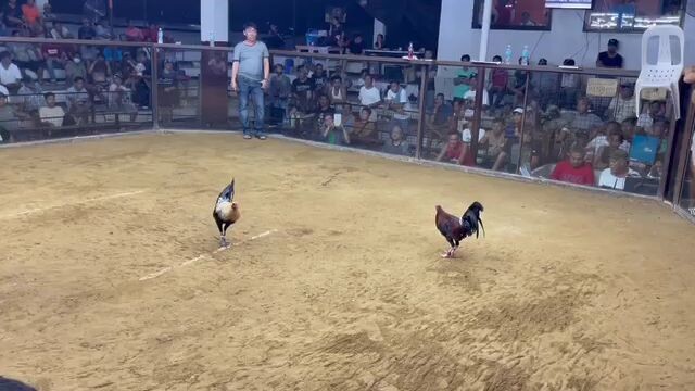 4th fight Magtakin Cockfighting dec.23,2023
