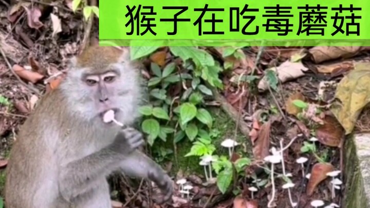 Khỉ và sóc đang ăn nấm độc