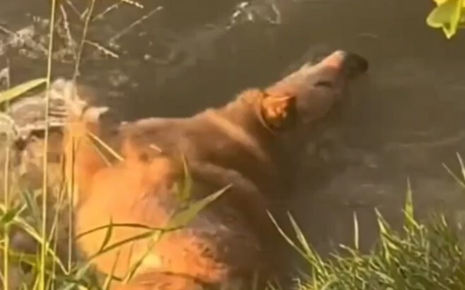 ลูกสุนัขกินยาพิษเข้าไป จึงดื่มน้ำจากลำธารปริมาณมากเพื่อล้างท้องและช่วยเหลือตัวเอง สุดท้ายลูกสุนัขก็ร