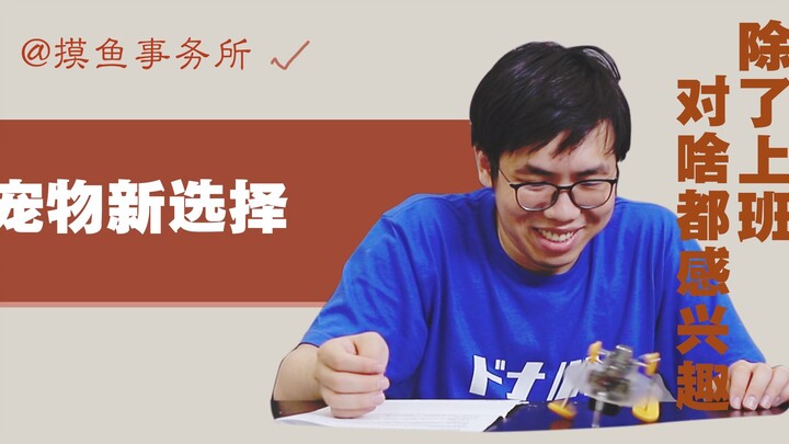 当你想养宠物的时候我推荐你养什么