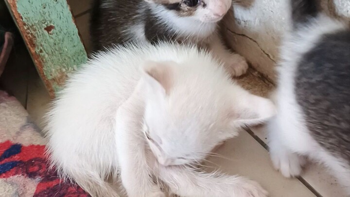 comel