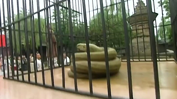 Pria ini ternyata berteman akrab dengan seekor ular raksasa, bahkan membantunya keluar dari kesulita