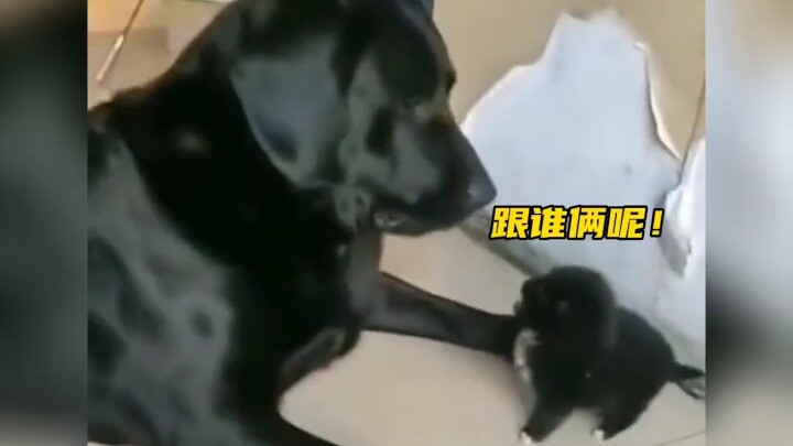 Anak anjing imut memang kecil, tapi temperamennya besar!