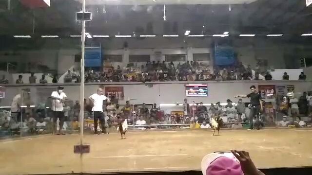 Leverville Garbage Backyard (2nd win of Joe Goode Grey) Pasay Cockpit