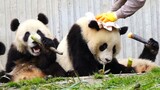 【Panda】Keeper poured milk on Wenwen accidentally