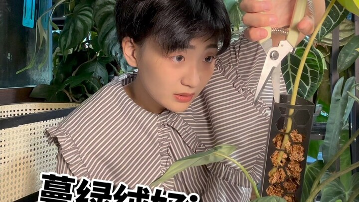 是来逗我的吗？这些植物还怪搞笑嘞…