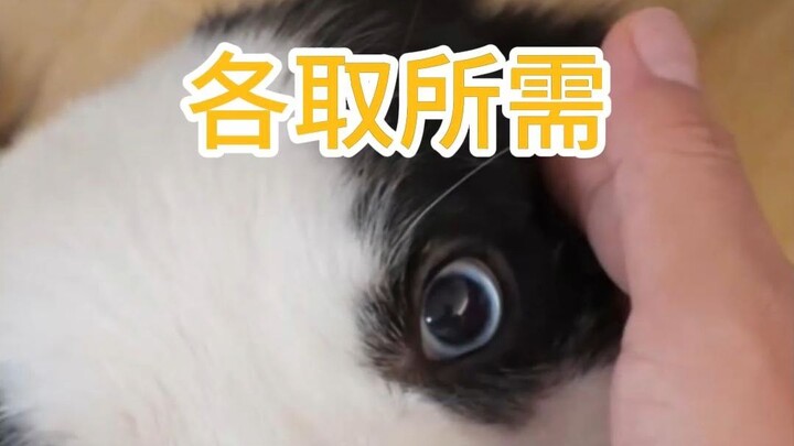 Yuzu: Tôi ăn của tôi, bạn ăn của bạn.