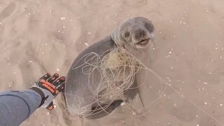After being rescued, the little sea lion expressed gratitude... The Namibian Marine Conservation Tea