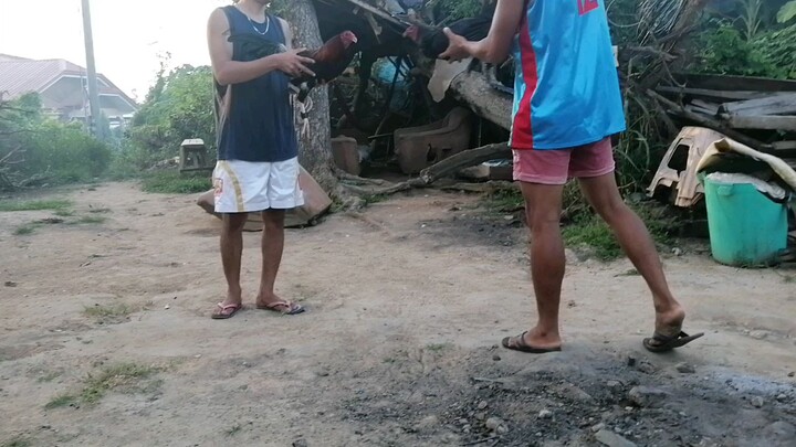 Spar
