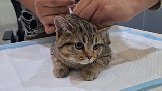 这一针让你喵喵叫