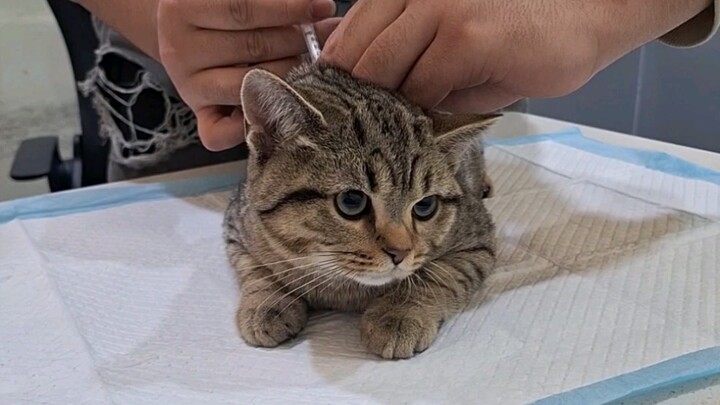 هذه الإبرة ستجعلك تموء!