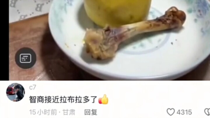 Close to a Labrador in IQ!