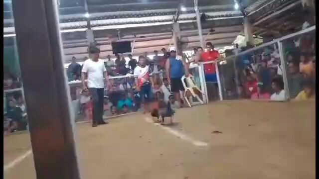 win ulit Tayo kalaban natin manok Ng sabungan tagal karyuin hahaha